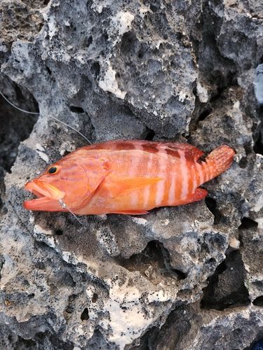 ユカタハタの釣果