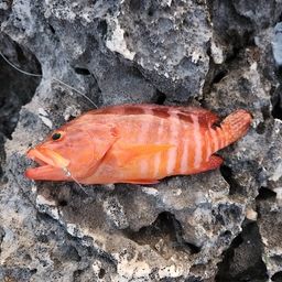ユカタハタ