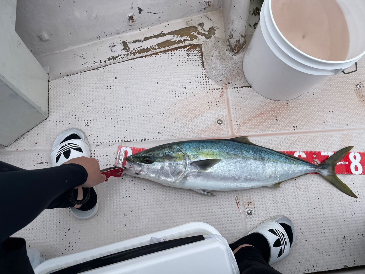 恵比寿丸/片添港／山口県の予約可能な船釣りプラン・料金案内-24h受付