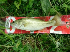 ブラックバスの釣果