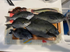 グレの釣果