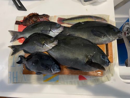 グレの釣果