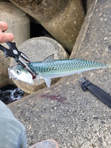 サバの釣果