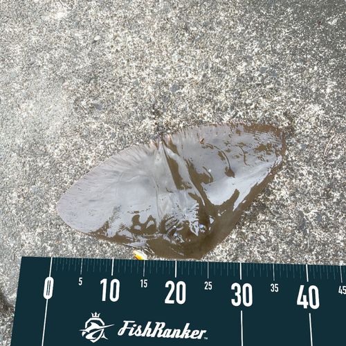 ツバクロエイの釣果