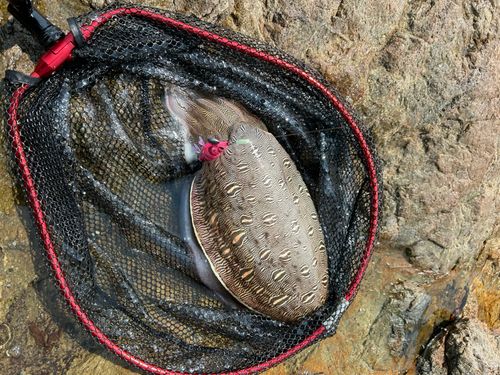 モンゴウイカの釣果