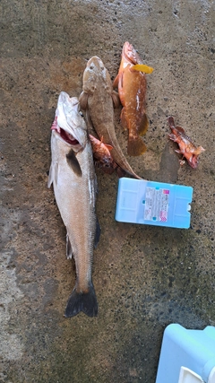 マルスズキの釣果