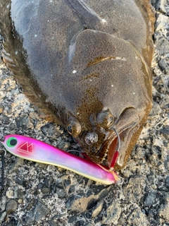 ヒラメの釣果