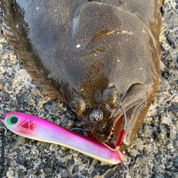 ヒラメ