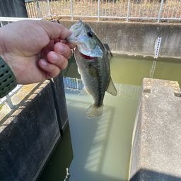 ブラックバス
