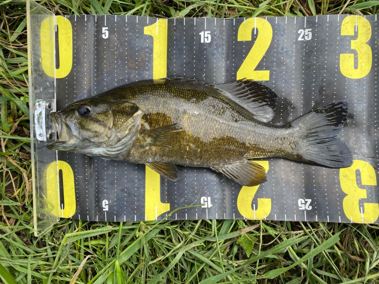 スモールマウスバス