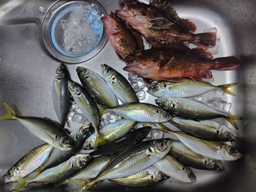 マアジの釣果