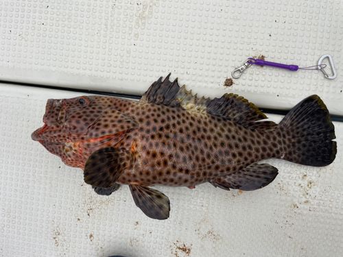 シロブチハタの釣果