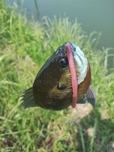 ブルーギルの釣果