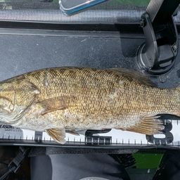 スモールマウスバス