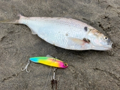コノシロの釣果