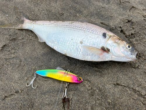 コノシロの釣果
