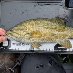 スモールマウスバス