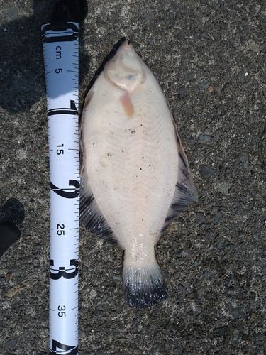 クロガレイの釣果