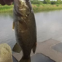 スモールマウスバス