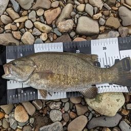 スモールマウスバス