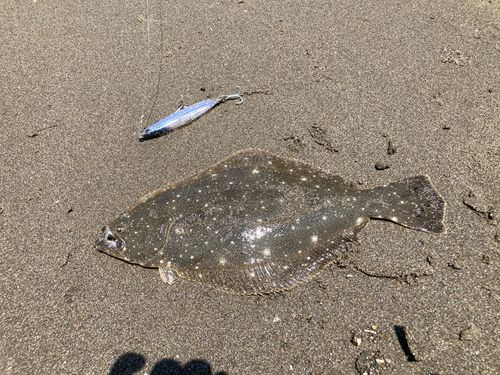 ヒラメの釣果