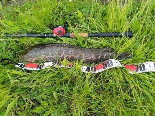 ライギョの釣果