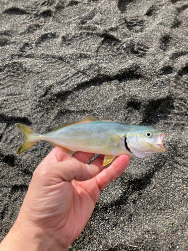 ワカシの釣果
