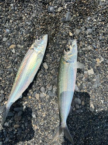 カタボシイワシの釣果