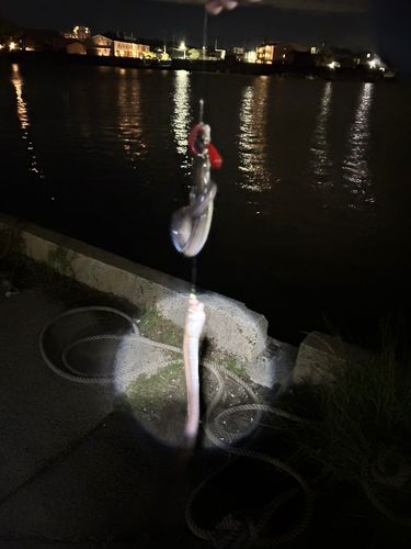 アナゴの釣果