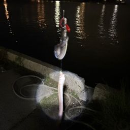 アナゴ