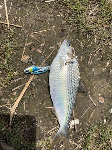 コノシロの釣果