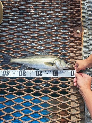 フッコ（ヒラスズキ）