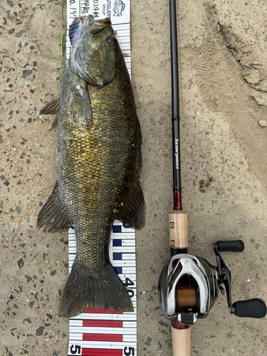 スモールマウスバスの釣果
