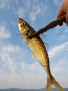 マルアジの釣果