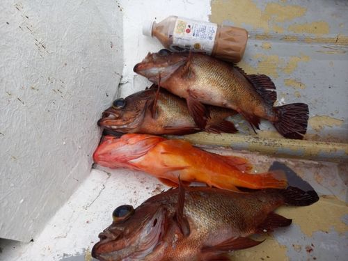 アカメバルの釣果