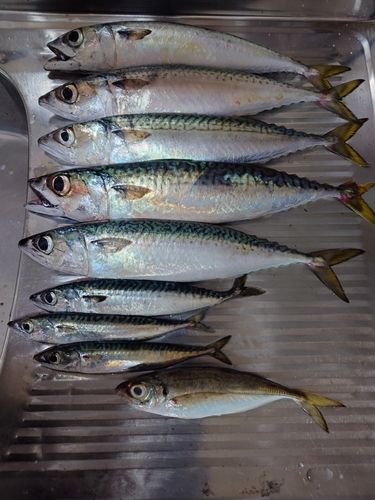 サバの釣果