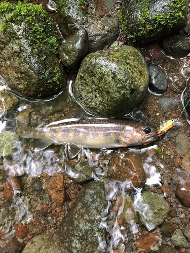 イワナの釣果