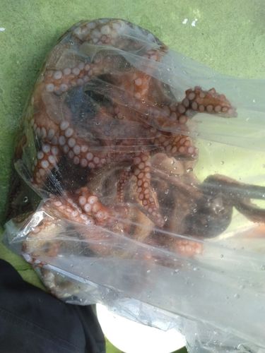 マダコの釣果