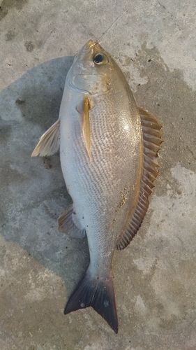 イサキの釣果