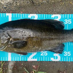 スモールマウスバス