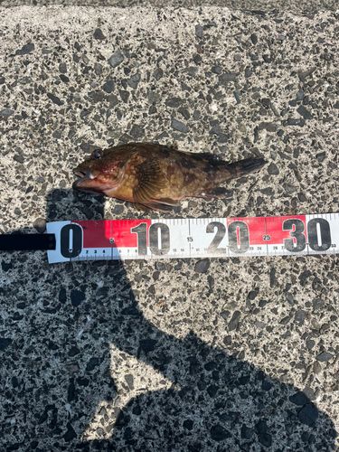 アラカブの釣果