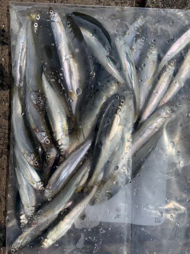 コアユの釣果