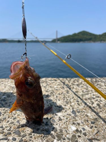 アラカブの釣果