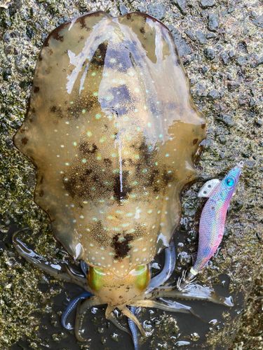 アオリイカの釣果