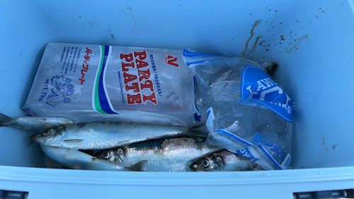 ニシンの釣果
