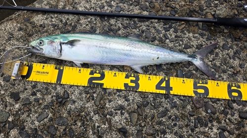 サゴシの釣果