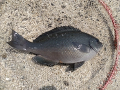 クチブトグレの釣果