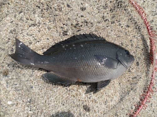 クチブトグレの釣果