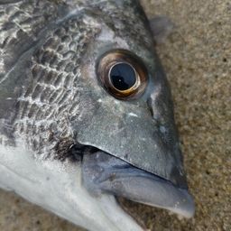 クロダイ