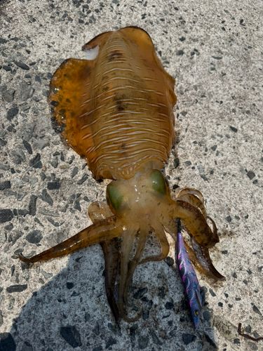 アオリイカの釣果